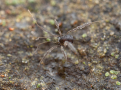 Crosbycus dasycnemus