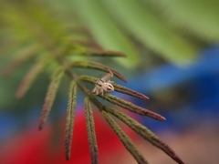 Misumenops temibilis