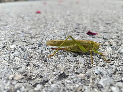 Great Green Bush-cricket