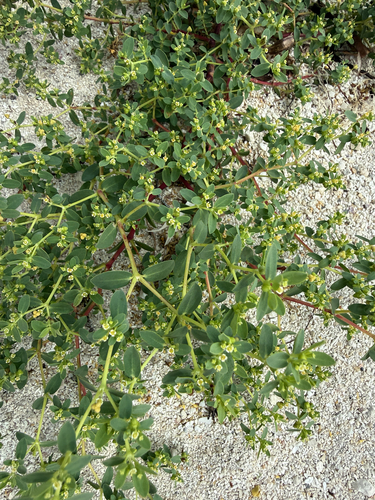 Euphorbia mesembryanthemifolia, 2026-10-18
