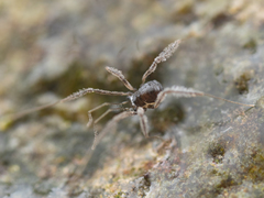 Crosbycus dasycnemus