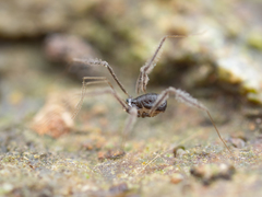 Crosbycus dasycnemus