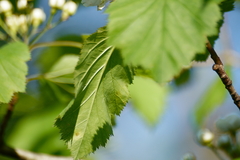 Crataegus coccinea