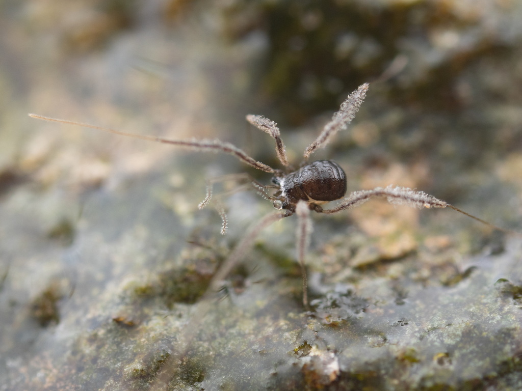 Crosbycus dasycnemus