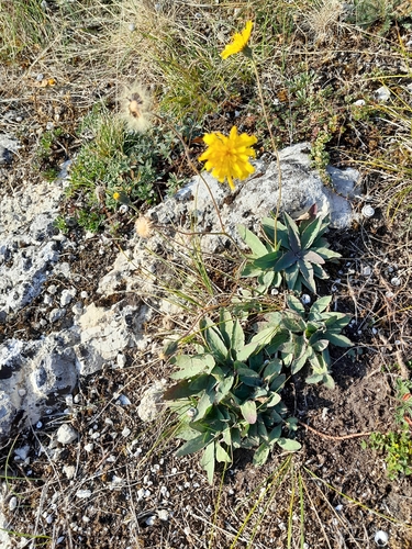 Leontodon incanus (Leontodon incanus)