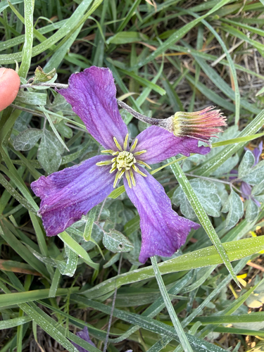 Italian Clematis
