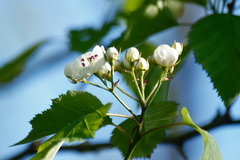 Crataegus coccinea