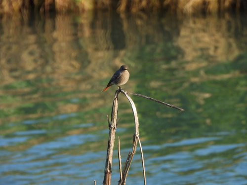 Black Redstart