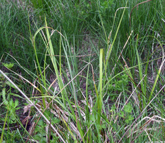 Carex atherodes