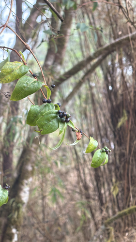 Lonicera acuminata observed 2026-10-17