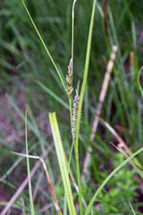 Carex atherodes