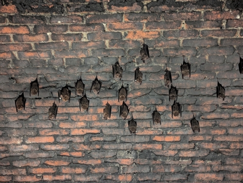 Hipposideros armiger observed 2026-10-14