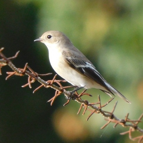 iNaturalist image