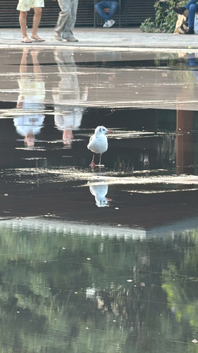 Black-headed Gull