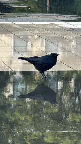 Carrion Crow