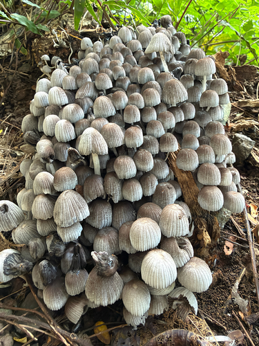 Coprinus observed 2026-10-16