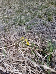 Ranunculus rhomboideus