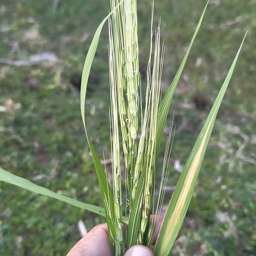Oryza rufipogon observed 2026-10-11