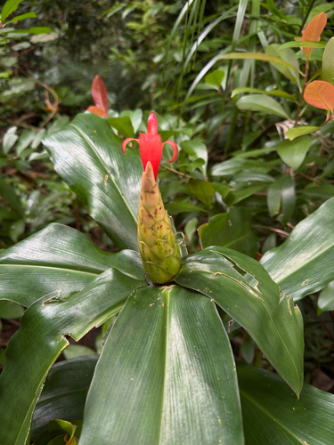 Costus observed 2026-10-16