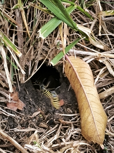 Common European Yellowjacket