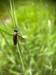 Dioctria atricapilla