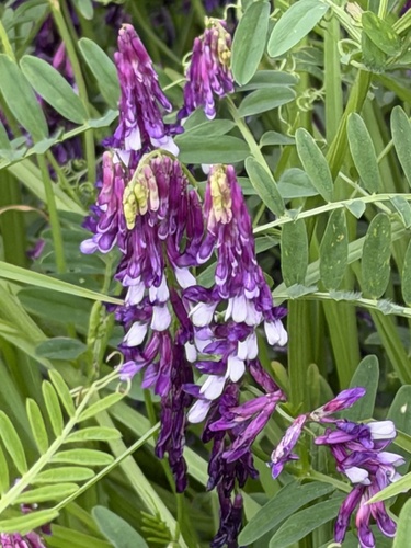 Vicia villosa observed 2026-10-18