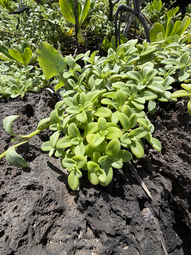 Lipochaeta integrifolia observed 2026-10-15