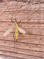 Nephrotoma flavescens