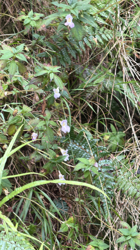 Impatiens uniflora observed 2026-10-17