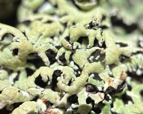 Colpodes observed 2026-10-15