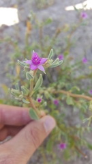 Portulacaceae