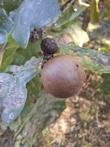 Oak Marble Gall Wasp