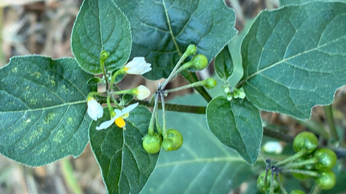 black nightshade