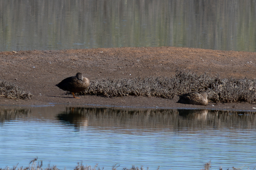 iNaturalist image