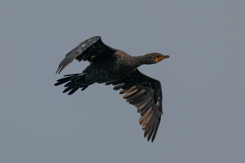 iNaturalist image