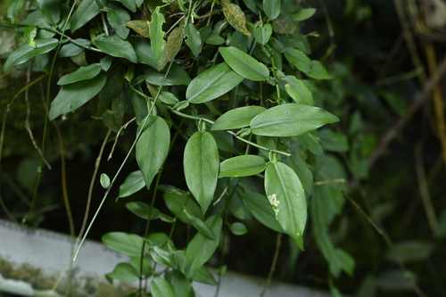 Pothos chinensis observed 2026-10-18