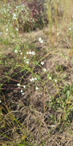 Euphorbia corollata, 2026-10-18