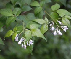 Staphylea bumalda
