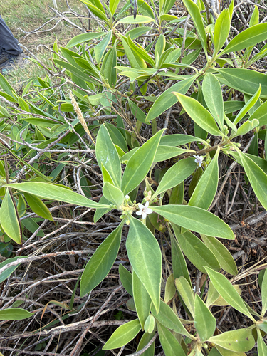 Myoporum sandwicense observed 2026-10-17