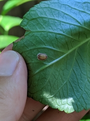 Pulvinaria hydrangeae