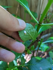 Pulvinaria hydrangeae
