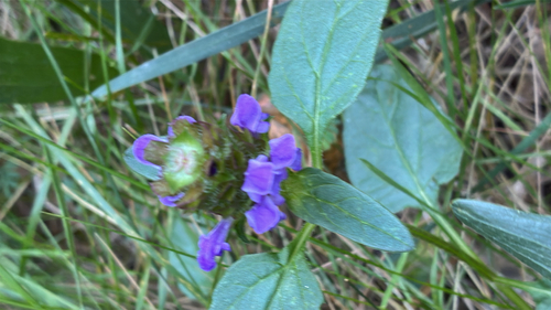 common selfheal
