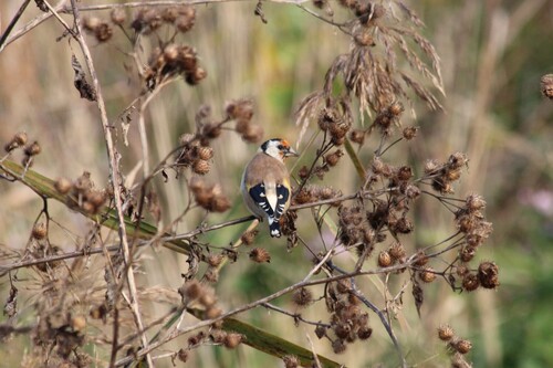 European Goldfinch