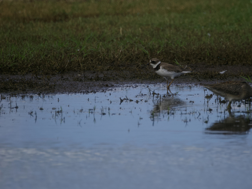 Charadrius, 2026-10-17