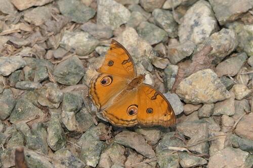 Junonia almana javana