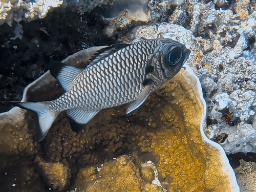 Myripristis adusta observed 2026-09-30