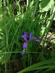 Iris graminea