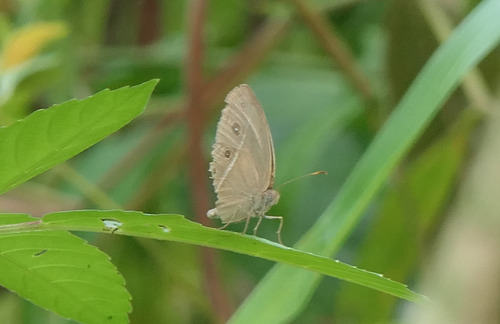 Mycalesis