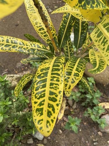 Codiaeum variegatum observed 2026-10-18