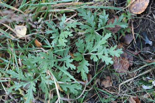 Artemisia sieversiana observed 2026-10-18